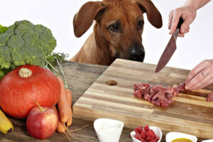 Fundamentos de la Nutrición Canina