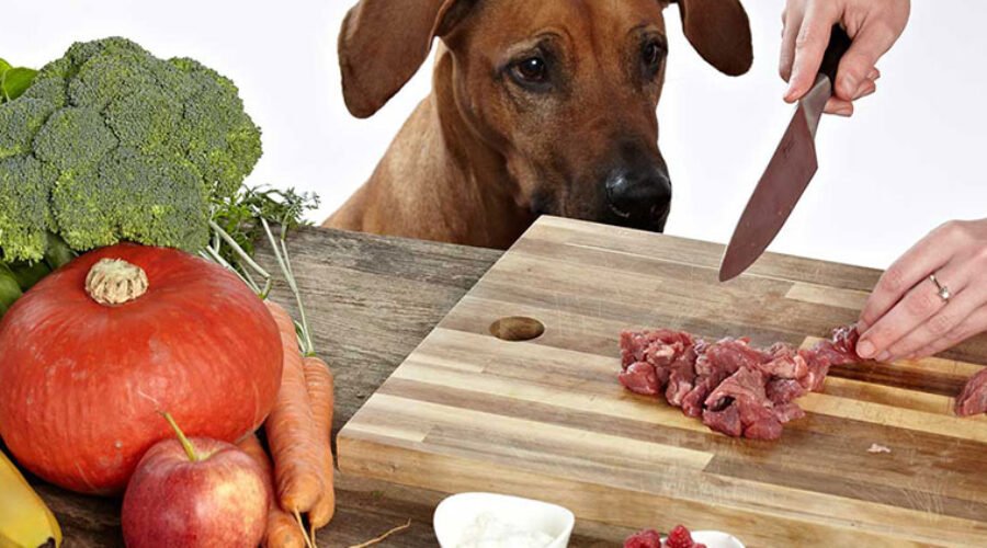 Fundamentos de la Nutrición Canina