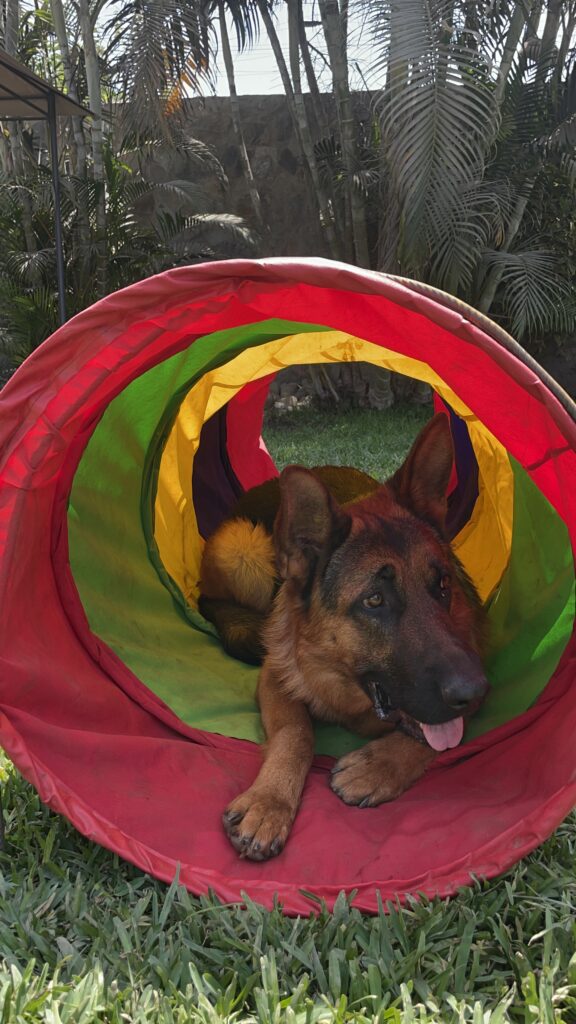 ¡Únete a nosotros y descubre cómo convertir tus sábados en días llenos de aprendizaje y alegría para ti y tu perro!