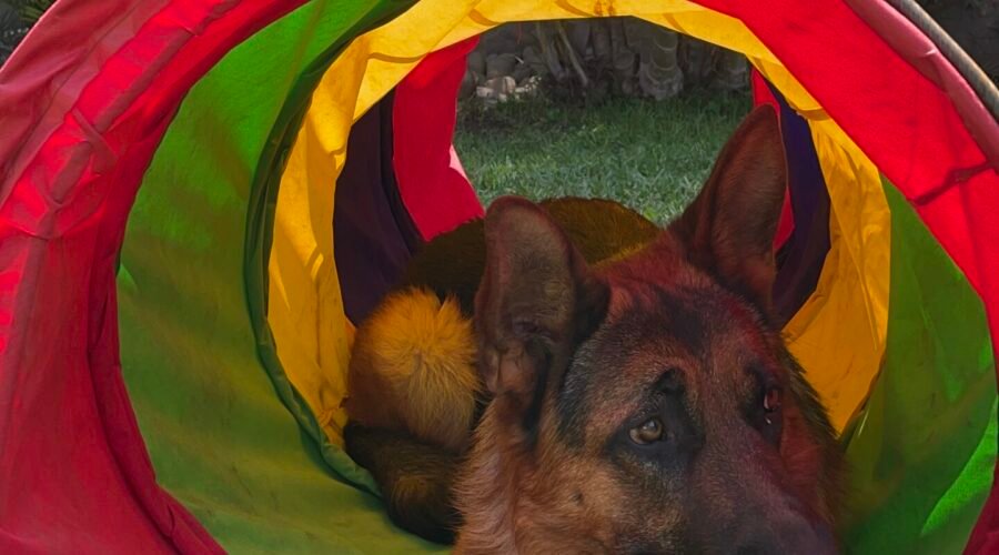 ¡Únete a nosotros y descubre cómo convertir tus sábados en días llenos de aprendizaje y alegría para ti y tu perro!