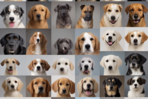Nuestro centro es reconocido por proporcionar un entorno controlado, seguro y lleno de amor donde cada perro puede crecer, aprender y relacionarse positivamente con su entorno.