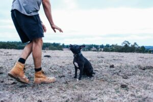 Dog Coach Expert es un centro especializado en el bienestar y la educación integral de perros y sus dueños.