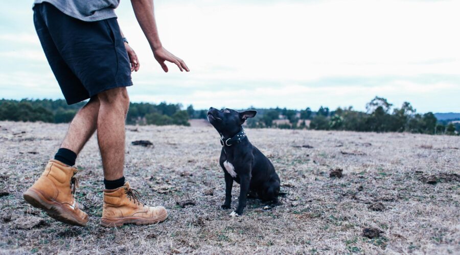 Dog Coach Expert es un centro especializado en el bienestar y la educación integral de perros y sus dueños.