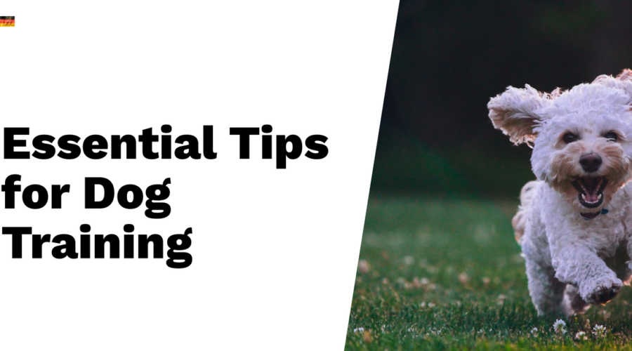 Positive reinforcement works wonders, so reward them with treats or praise when they follow commands, keeping it varied to retain interest.