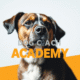 Perros Felices, Humanos Más Felices: Secretos Imprevistos del Adiestramiento Canino en Positivo
