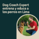 Dog Coach Expert entrena y educa a los perros en Lima: Un recorrido por cada barrio con amor y disciplina canina