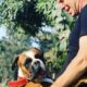 Por Qué Un Dueño Presente Hace Toda la Diferencia en un Hospedaje Canino: Mi Vida en Dog Coach Expert