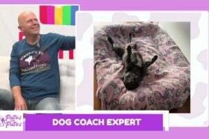 Más allá del adiestramiento: Cómo Dog Coach Expert transforma vidas caninas (y humanas)