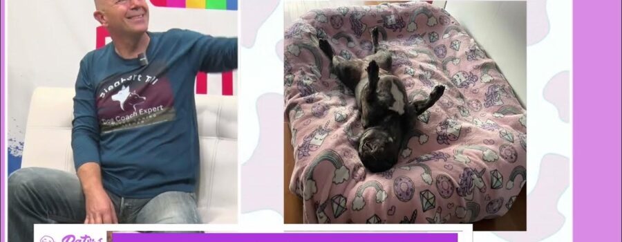Más allá del adiestramiento: Cómo Dog Coach Expert transforma vidas caninas (y humanas)