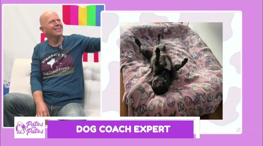 Más allá del adiestramiento: Cómo Dog Coach Expert transforma vidas caninas (y humanas)