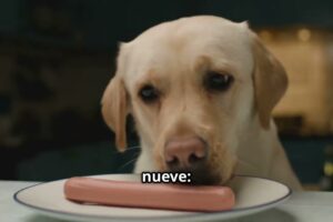 Manual de Supervivencia para Perros y Humanos: Cómo Enfrentar los Problemas Más Comunes (sin Perder la Cabeza ni el Humor)