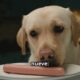 Manual de Supervivencia para Perros y Humanos: Cómo Enfrentar los Problemas Más Comunes (sin Perder la Cabeza ni el Humor)