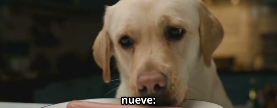 Manual de Supervivencia para Perros y Humanos: Cómo Enfrentar los Problemas Más Comunes (sin Perder la Cabeza ni el Humor)