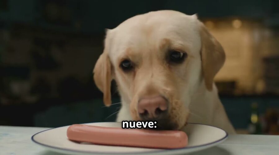 Manual de Supervivencia para Perros y Humanos: Cómo Enfrentar los Problemas Más Comunes (sin Perder la Cabeza ni el Humor)