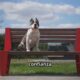 Mi perro ya no le teme al mundo: Socialización temprana sin estrés