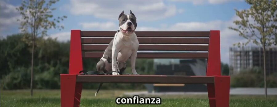 Mi perro ya no le teme al mundo: Socialización temprana sin estrés