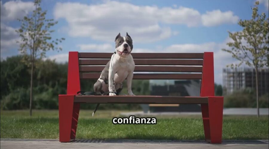 Mi perro ya no le teme al mundo: Socialización temprana sin estrés