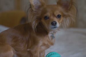 Entre cojines mordidos y paseos: Estrategias poco convencionales para domar el comportamiento canino
