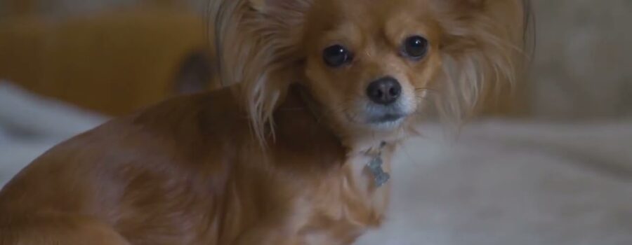 Entre cojines mordidos y paseos: Estrategias poco convencionales para domar el comportamiento canino