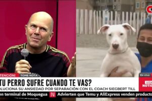 Cómo la Ansiedad por Separación en Perros Puede Cambiar la Dinámica Familiar (y Qué Hacer al Respecto)