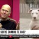 Cómo la Ansiedad por Separación en Perros Puede Cambiar la Dinámica Familiar (y Qué Hacer al Respecto)