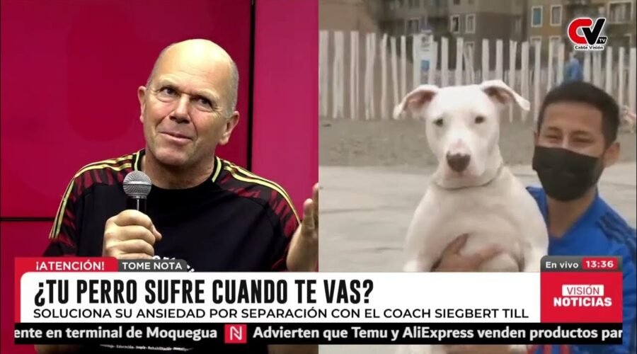 Cómo la Ansiedad por Separación en Perros Puede Cambiar la Dinámica Familiar (y Qué Hacer al Respecto)