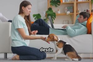 Cómo Convertí a Mi Perro en un Súper Compañero: 9 Comandos, un Toque Moderno y Mucha Paciencia
