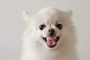 ¿Qué me dice mi perro cuando no habla? Una guía nada aburrida del lenguaje canino