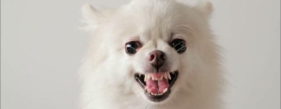 ¿Qué me dice mi perro cuando no habla? Una guía nada aburrida del lenguaje canino