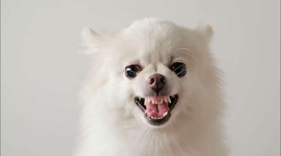 ¿Qué me dice mi perro cuando no habla? Una guía nada aburrida del lenguaje canino