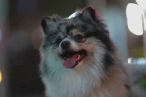 Lo que tu perro te dice sin ladrar: Descifrando el lenguaje corporal canino con videos