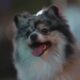 Lo que tu perro te dice sin ladrar: Descifrando el lenguaje corporal canino con videos