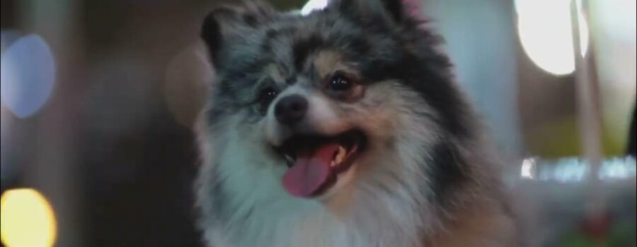 Lo que tu perro te dice sin ladrar: Descifrando el lenguaje corporal canino con videos