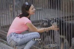 El eco de un ladrido: Historias, cifras y realidades del abandono animal