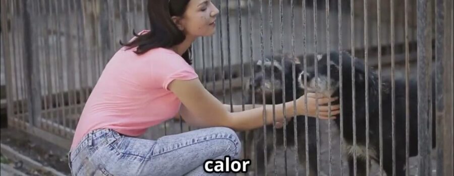 El eco de un ladrido: Historias, cifras y realidades del abandono animal