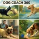 Test práctico Dog Coach 360: Descubre cómo es realmente tu perro
