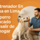 Entrenador Canino en Casa en Lima