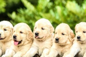 Si Mi Perro Sonriera: Pilares Inesperados para la Felicidad Canina según Dog Coach 360®