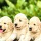Si Mi Perro Sonriera: Pilares Inesperados para la Felicidad Canina según Dog Coach 360®
