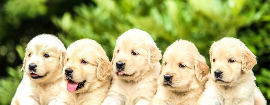 Si Mi Perro Sonriera: Pilares Inesperados para la Felicidad Canina según Dog Coach 360®