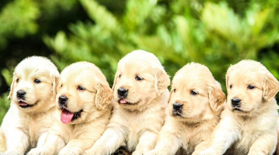 Si Mi Perro Sonriera: Pilares Inesperados para la Felicidad Canina según Dog Coach 360®