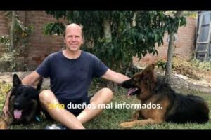 ¿Perro peligroso o dueño desinformado? Mitos y realidades del liderazgo canino