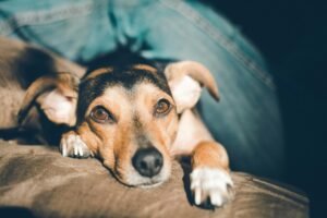 Más allá de los comandos: Cómo Dog Coach 360 transforma el vínculo con tu perro