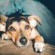 Más allá de los comandos: Cómo Dog Coach 360 transforma el vínculo con tu perro