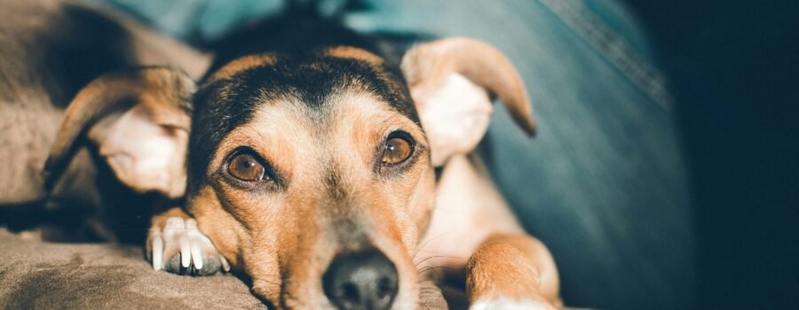 Lo que aprendí dejando a mi perro con Siegbert Till: Una mirada auténtica al Dog Coach Expert Lima y la filosofía Dog Coach 360®