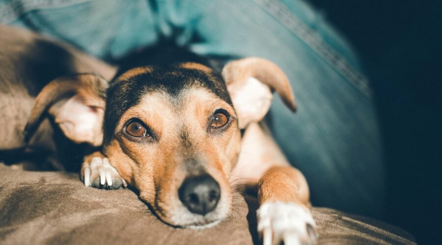 Lo que aprendí dejando a mi perro con Siegbert Till: Una mirada auténtica al Dog Coach Expert Lima y la filosofía Dog Coach 360®