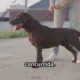 Cada Momento de Calma: El Arte Humano de Enseñar a tu Perro el Control de Impulsos (Con Anécdotas y Realidad)