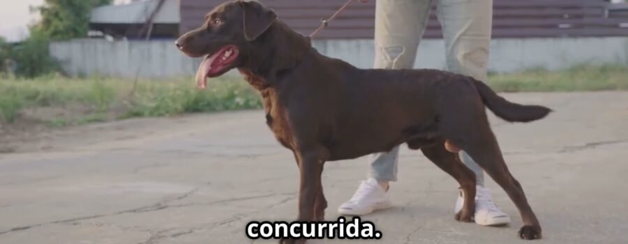 Cada Momento de Calma: El Arte Humano de Enseñar a tu Perro el Control de Impulsos (Con Anécdotas y Realidad)