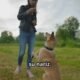 Juegos de olfato para perros: más allá del simple entretenimiento