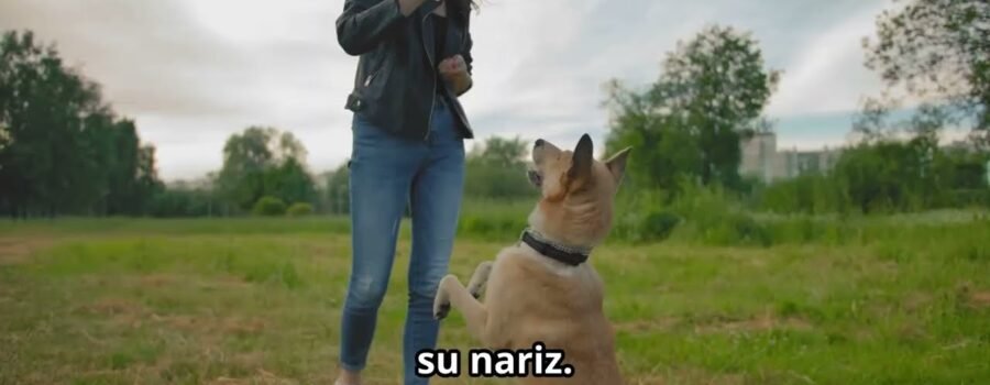 Juegos de olfato para perros: más allá del simple entretenimiento